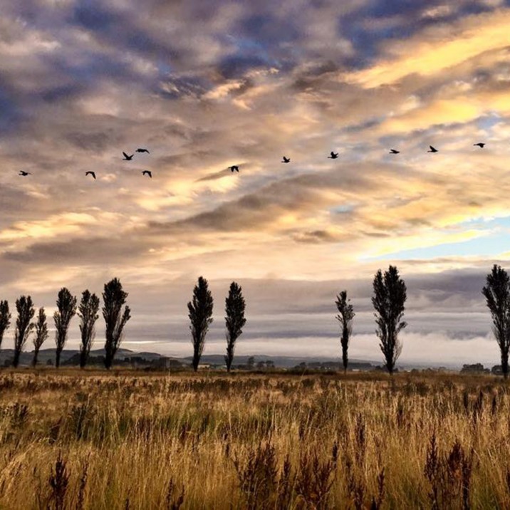 Geese Migration in the Carse