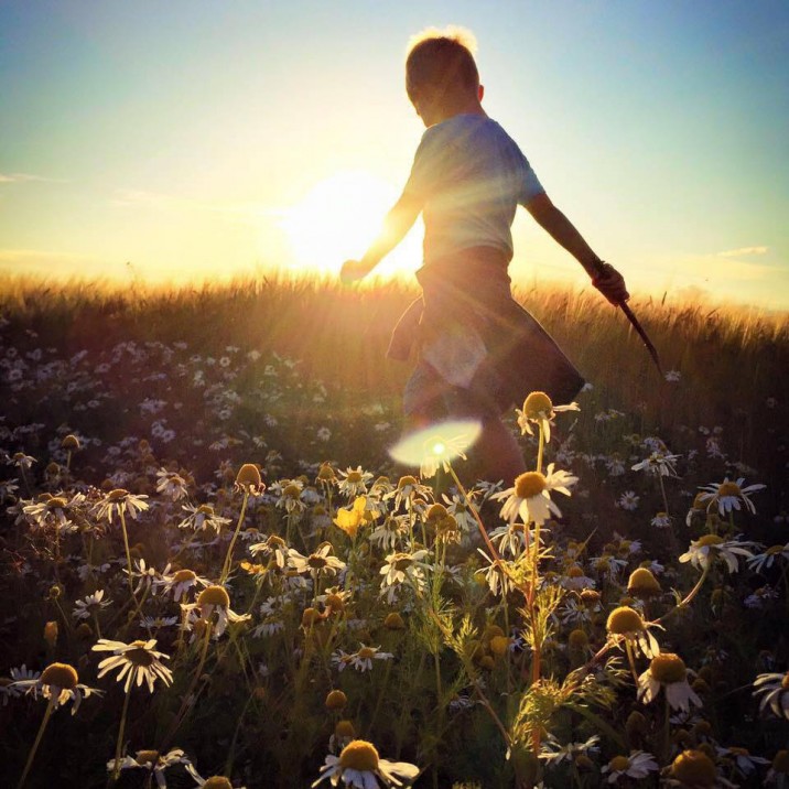 Sunset daisy walk