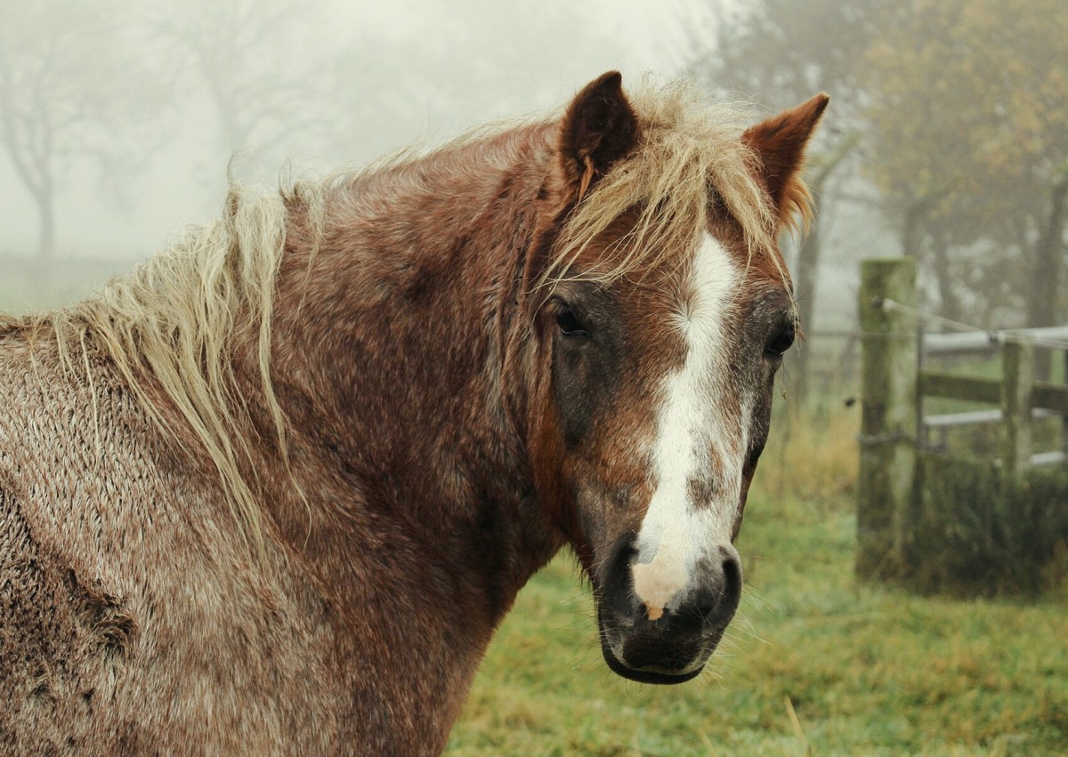 A horse amongst the fog