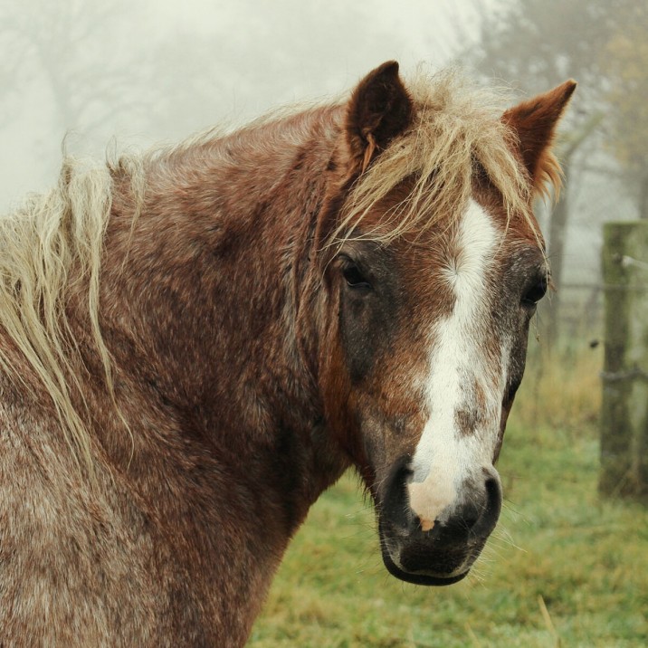 A horse amongst the fog