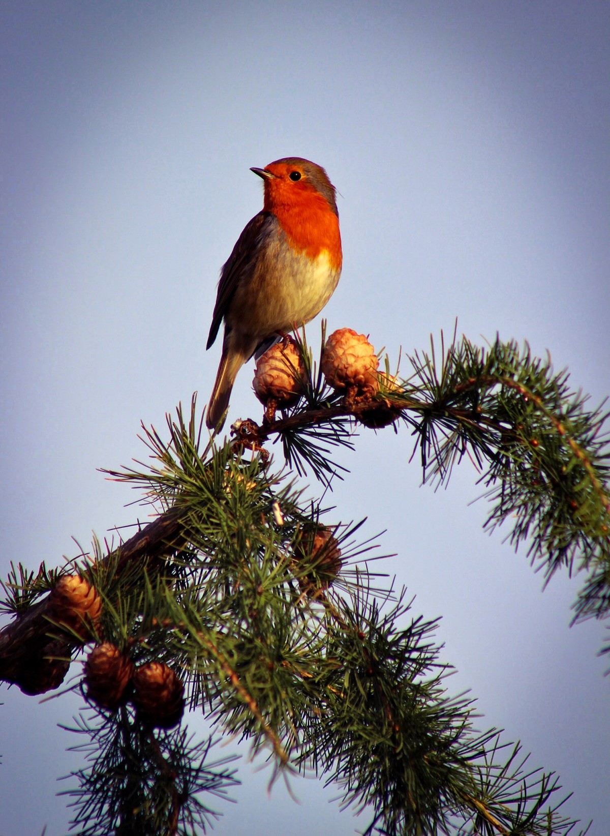 Picture Postcard Robin