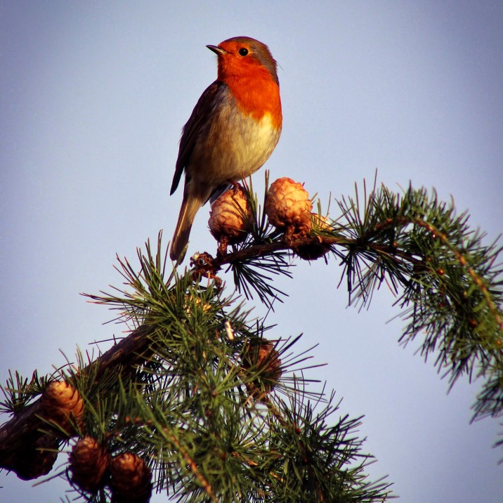 Picture Postcard Robin
