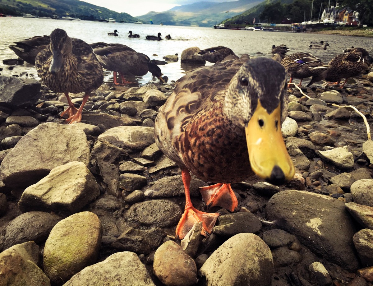 Friendly ducks at Loch Tay