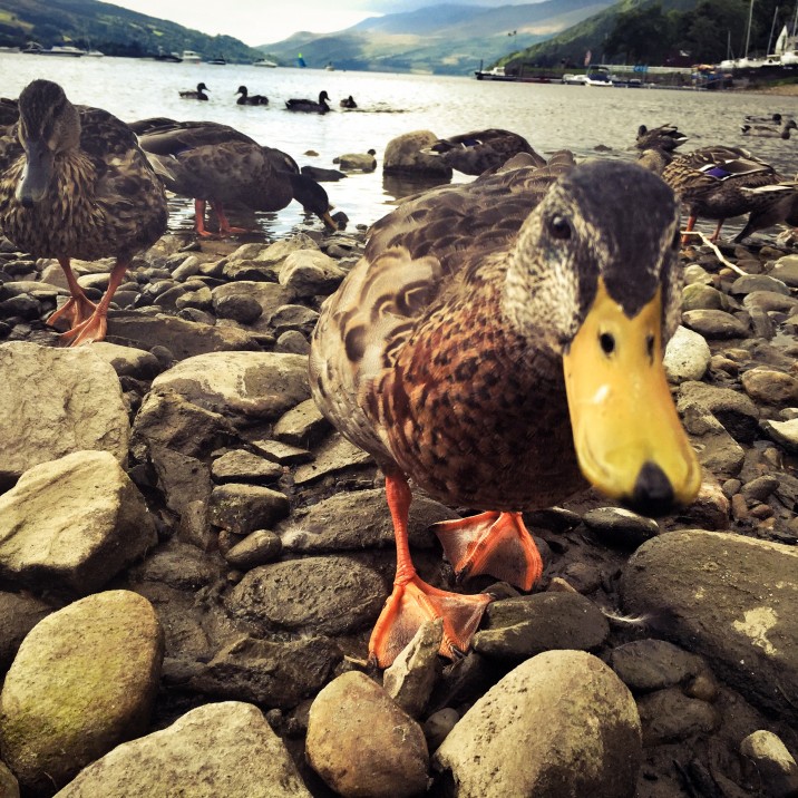 Friendly ducks at Loch Tay