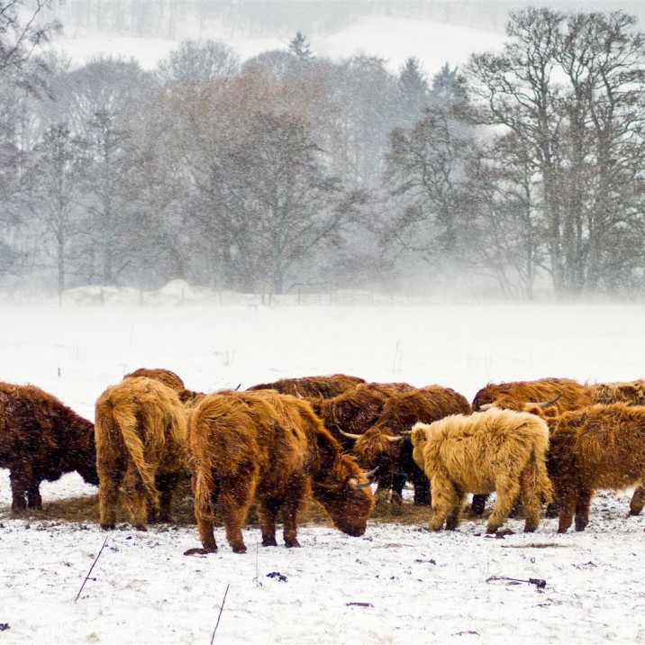 Tom Fincher - Highland Cows
