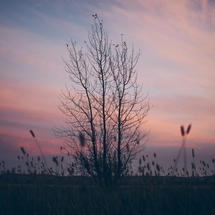 Craig Anderson - Lonely tree before the setting sun