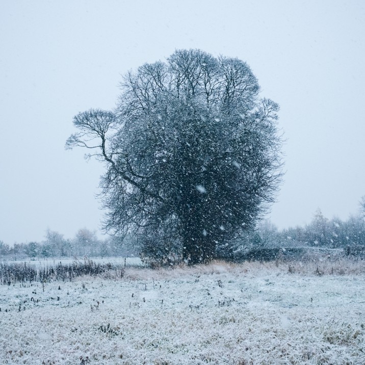 Craig Anderson - Tree waving goodbye to autumn