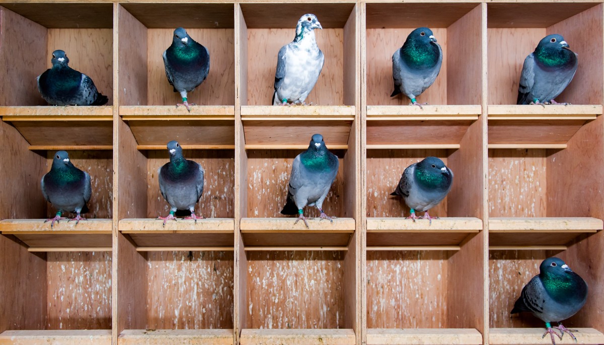 Two Turtle Doves - Pigeons and doves come from the same family of Columbidae and both love to nest in a doo'cot.