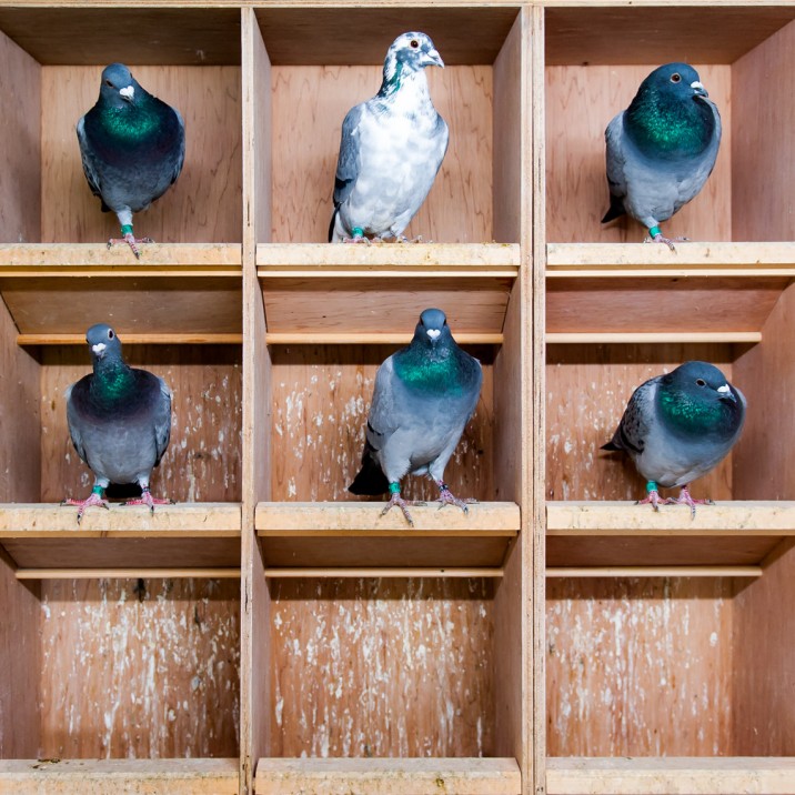 Two Turtle Doves - Pigeons and doves come from the same family of Columbidae and both love to nest in a doo'cot.