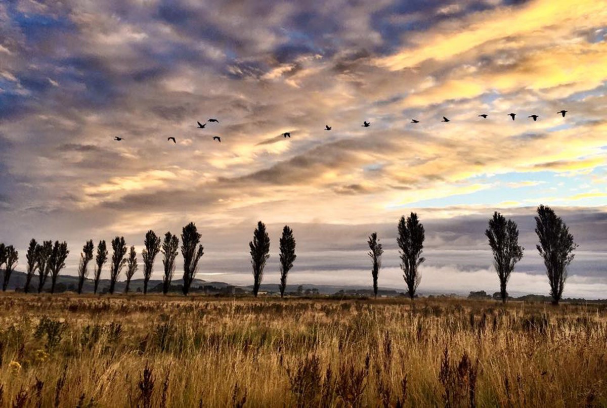 6 Geese A Laying, or rather flying over Errol in Perthshire.