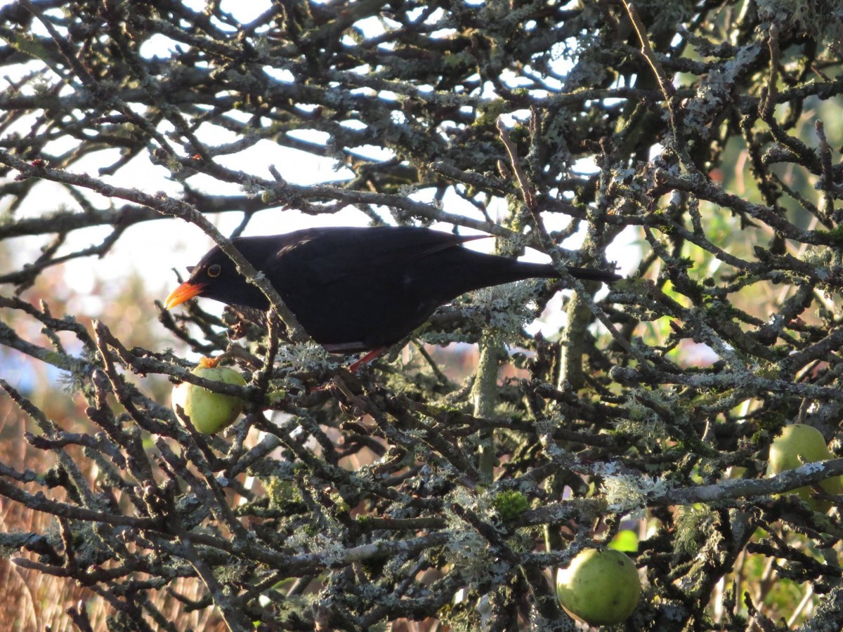 4 Calling Birds, which are actually blackbirds!  Who knew?!