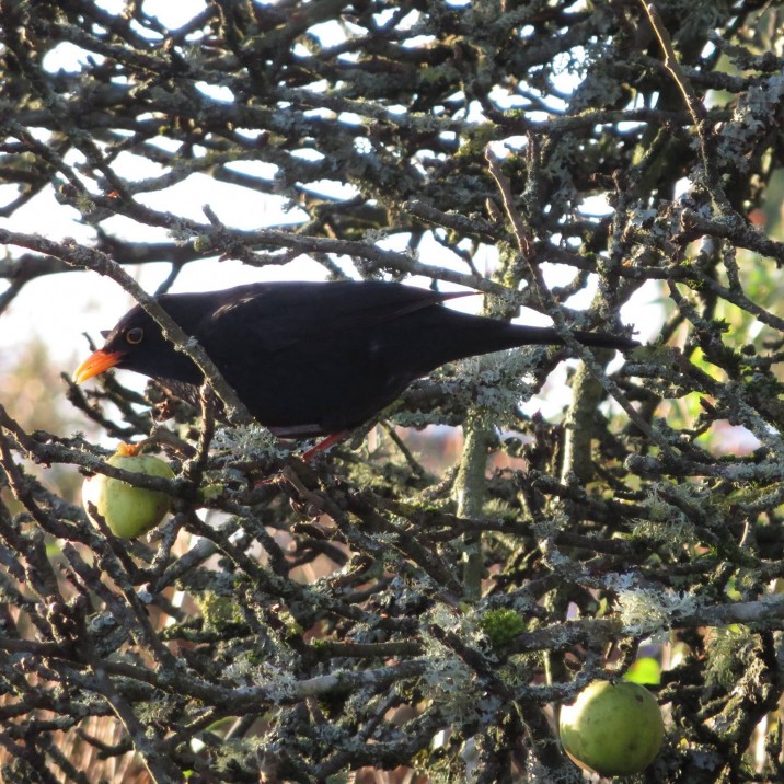 4 Calling Birds, which are actually blackbirds!  Who knew?!