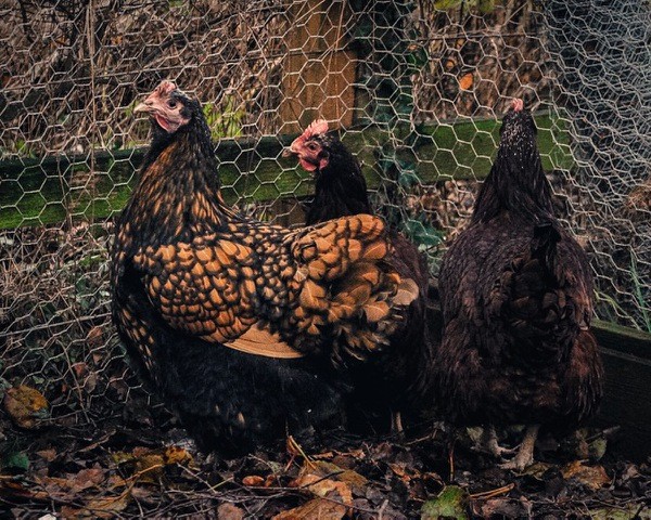 3 French Hens, are now 3 Perthshire hens belonging to Dr Ben at Port Allen.