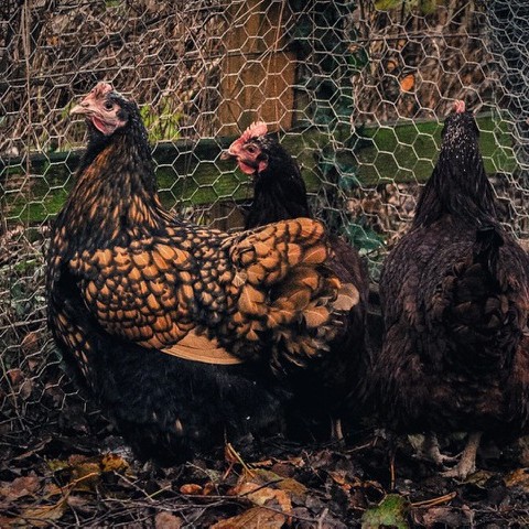 3 French Hens, are now 3 Perthshire hens belonging to Dr Ben at Port Allen.