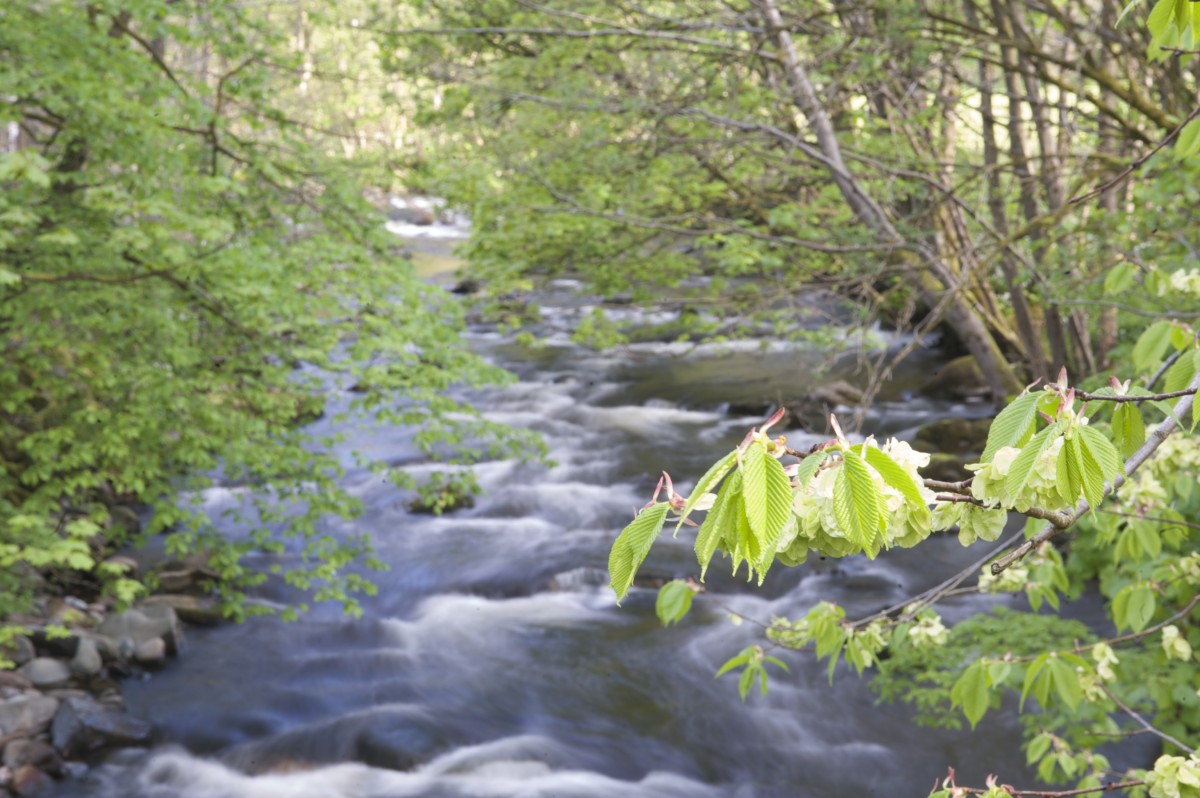 Water from the Turret Burn