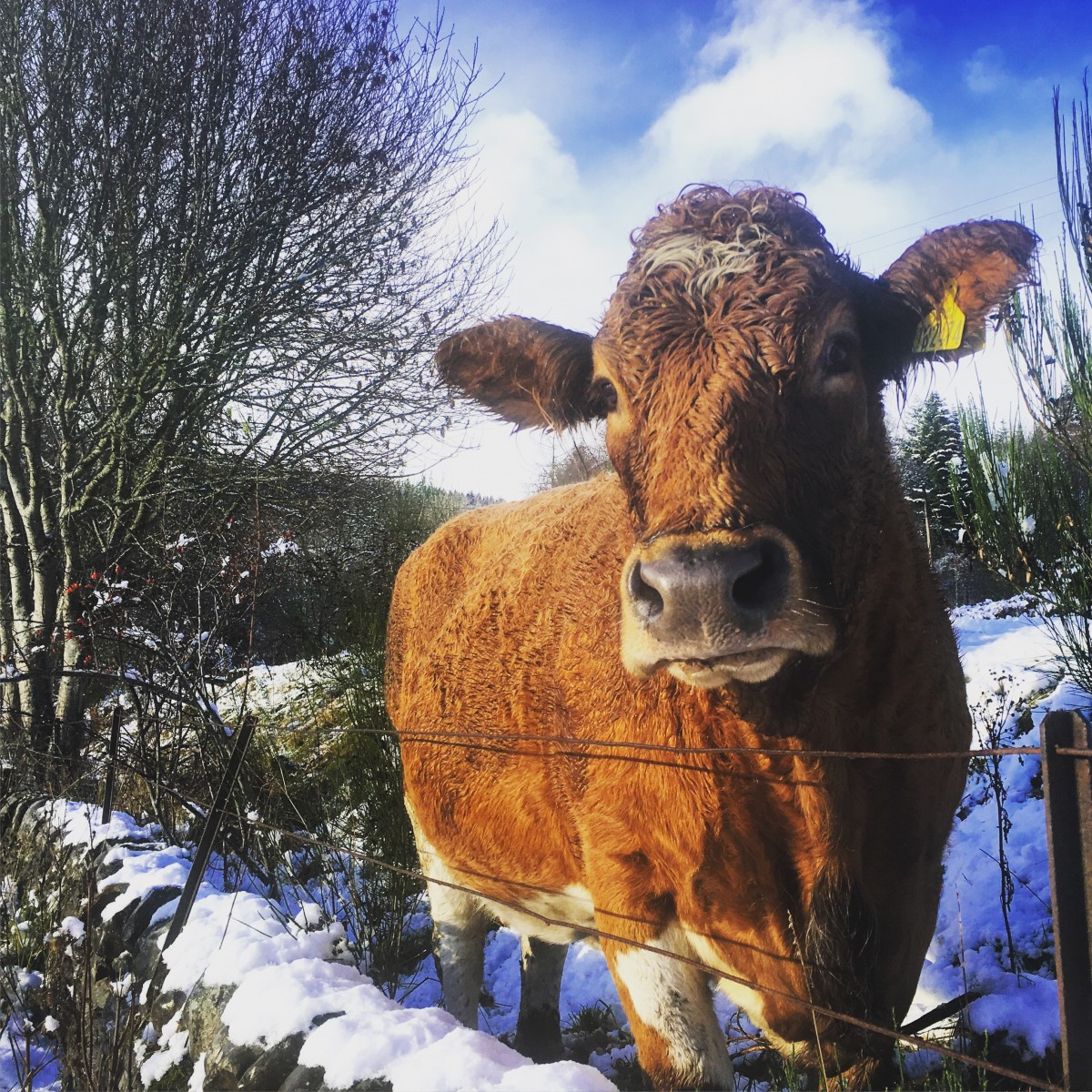 Snowy cow, Keltneyburn @little.scottish.one