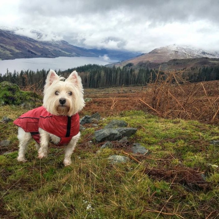 Casper in St. Fillans overlooking Loch Earn @Bean_Nighe