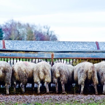 Inspection @technoalli123