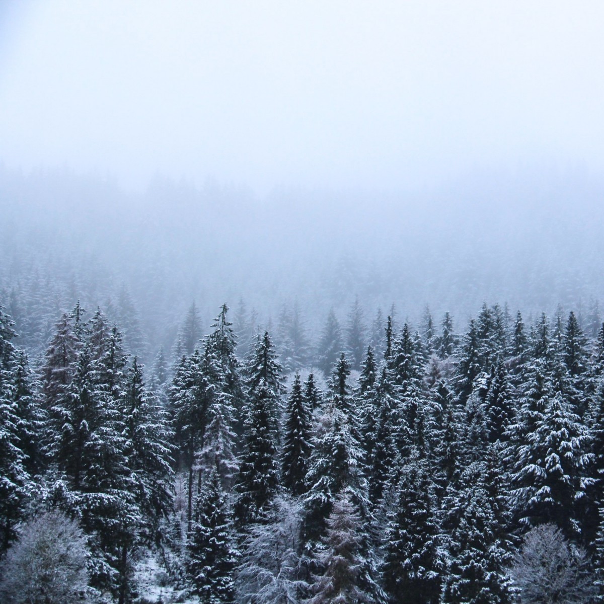 And the forest was snowing with flakes of joy.. @berriestagram