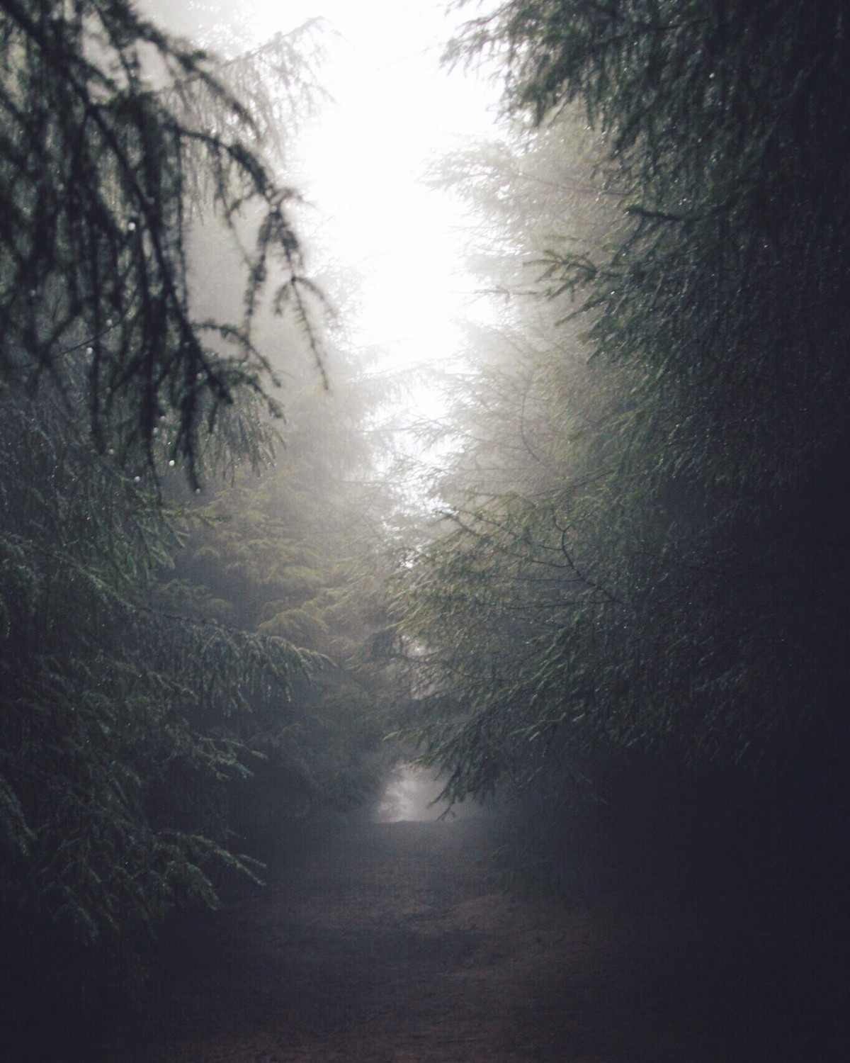 A misty walk in Glen Devon @berriestagram