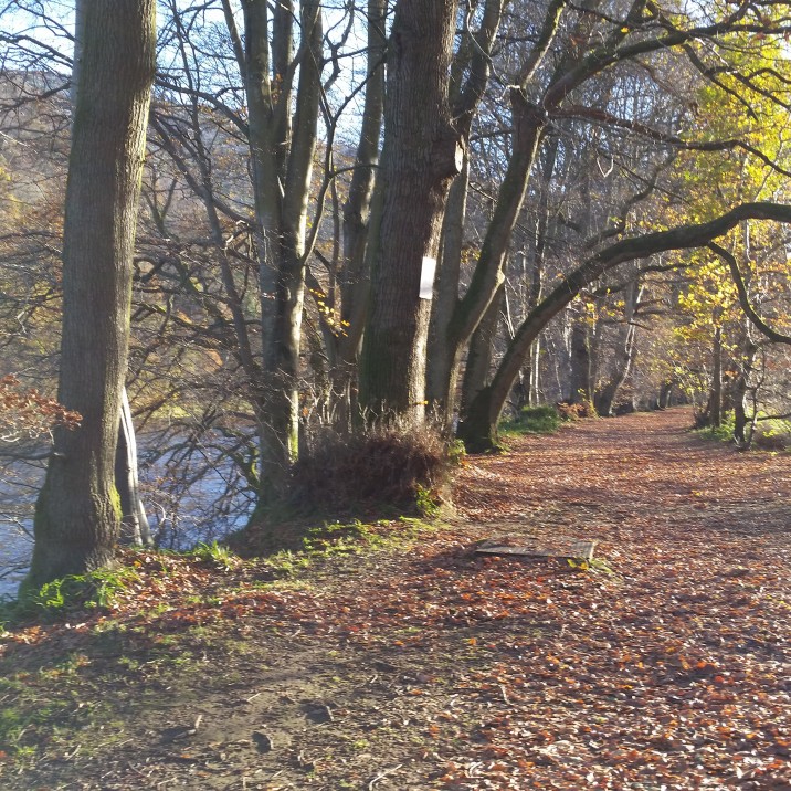 Tranquil path, Dunkeld @vab4eva