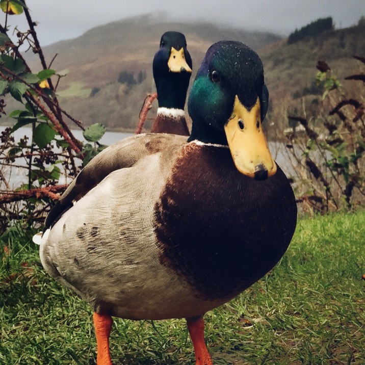 BEWARE of the Two Headed duck of St. Fillans.  He does not like selfies! @kristyashton
