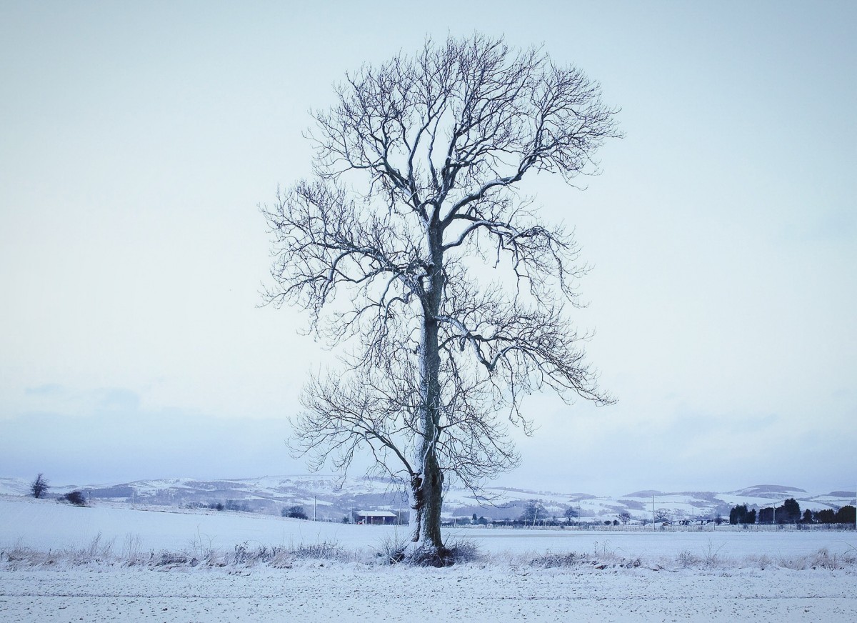 Beautiful Tree @kristyashton