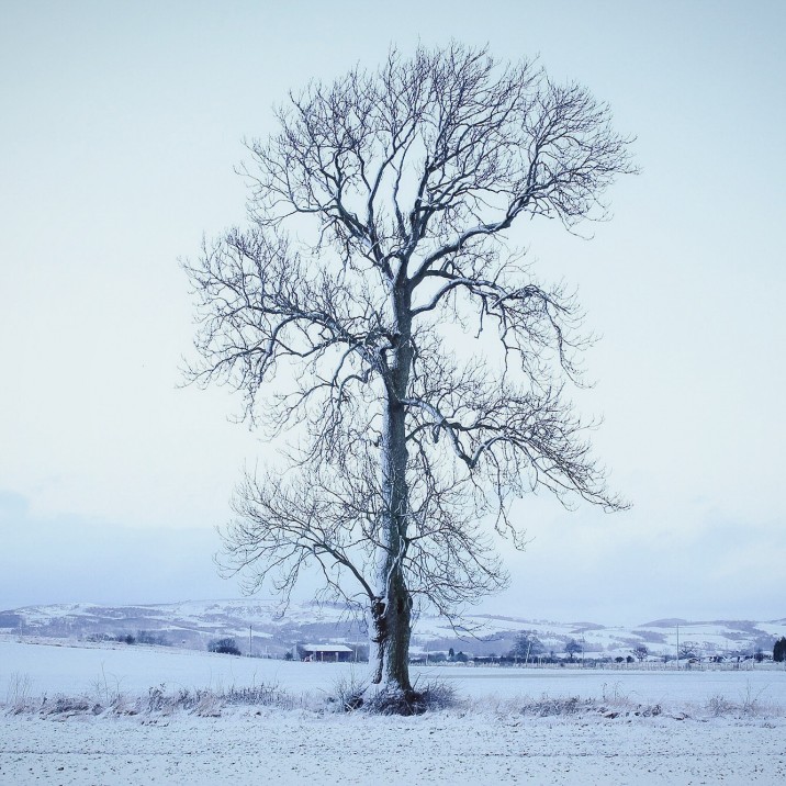 Beautiful Tree @kristyashton