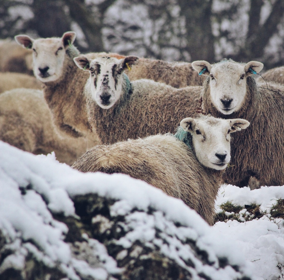 Sheep of Dalguise @kristyashton