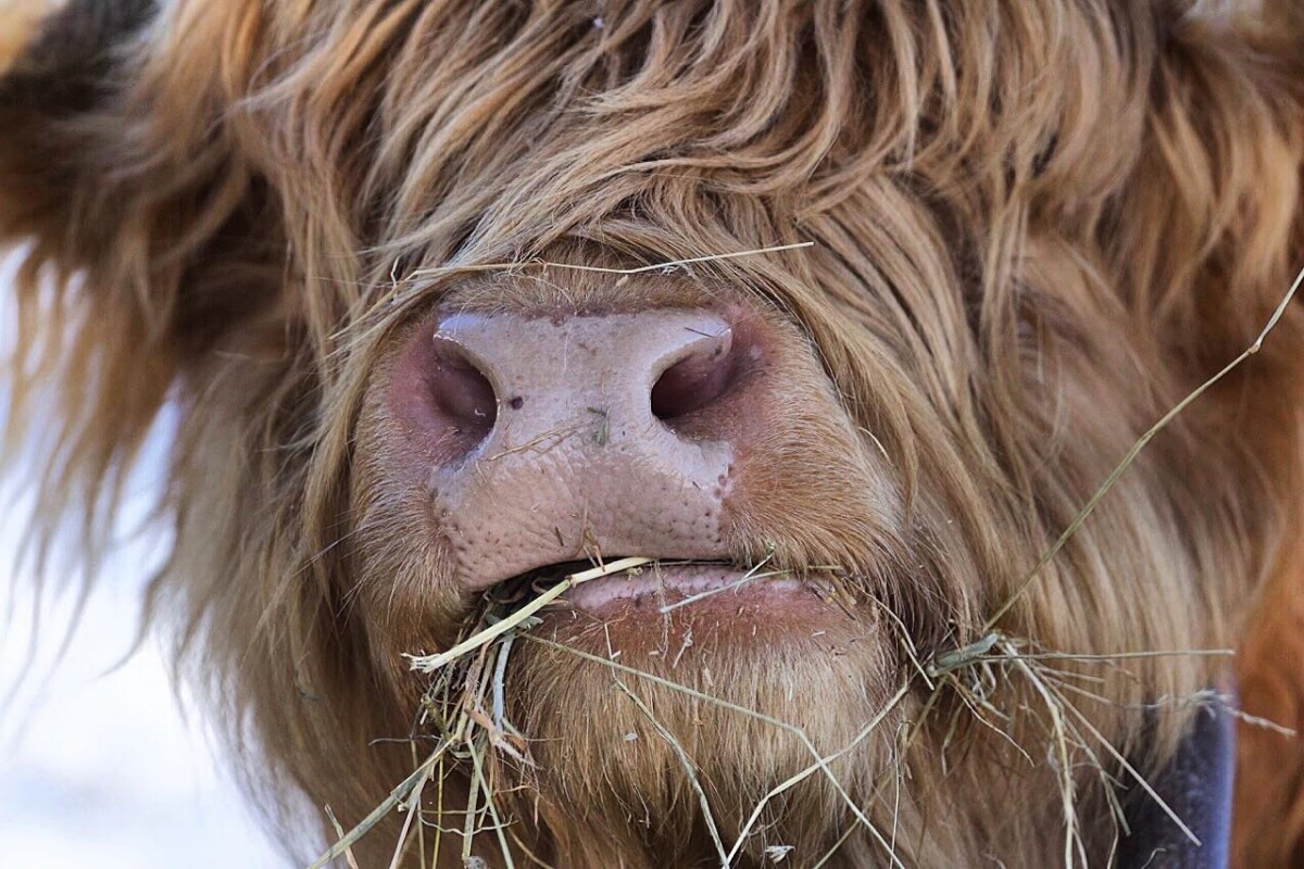 Coo close up @fi.austin