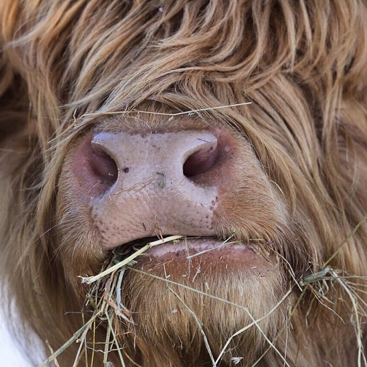 Coo close up @fi.austin