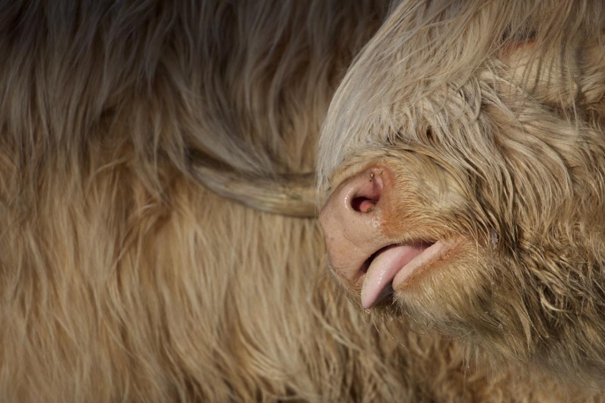 Cheeky Coo @fi.austin