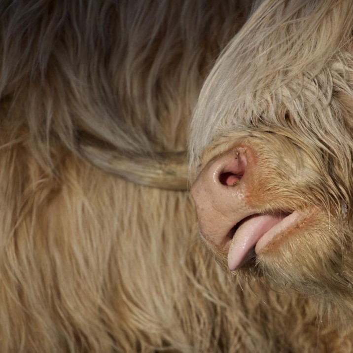 Cheeky Coo @fi.austin