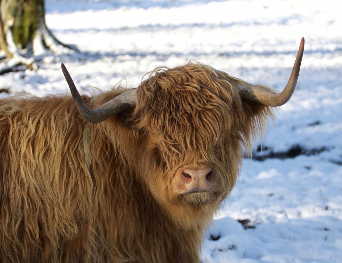 Beautiful Heilan Coo @fi.austin