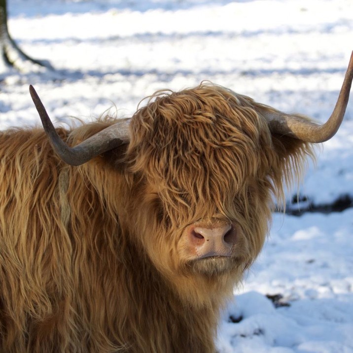 Beautiful Heilan Coo @fi.austin