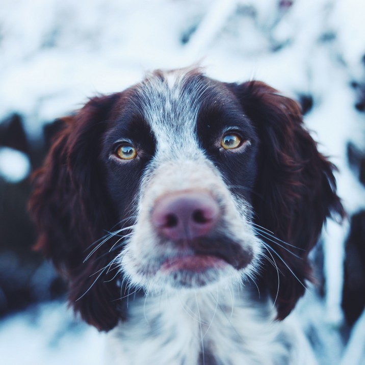 Torrin in the snow, Eilidh Sutherland