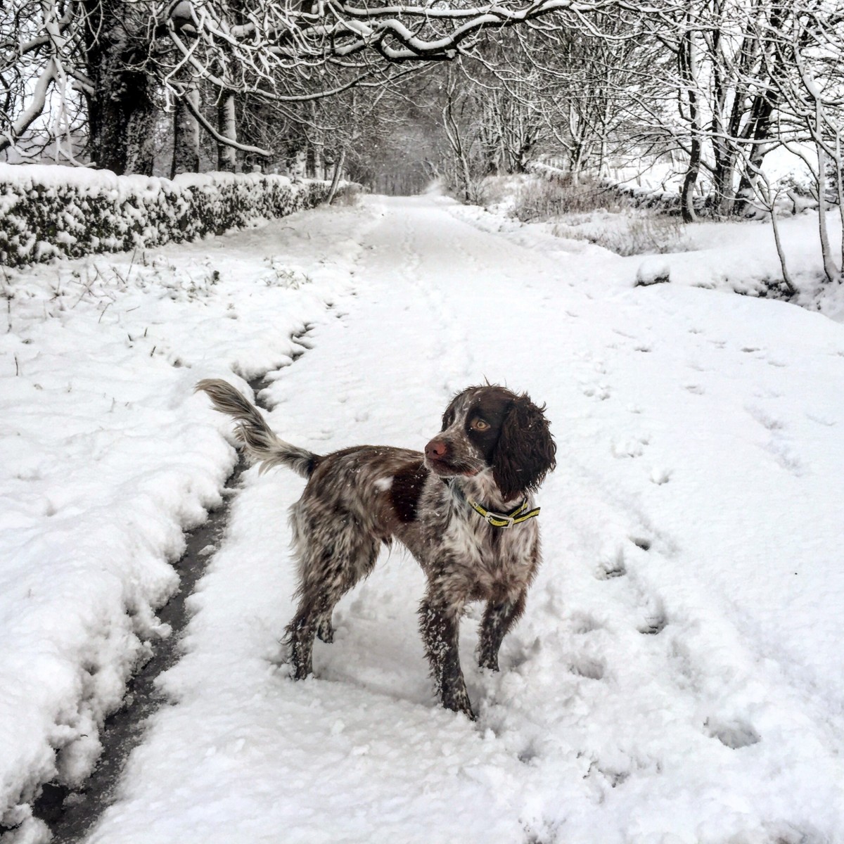 Arngask road. Favourite weather of Torrin!  Eilidh Sutherland