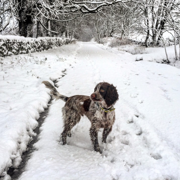 Arngask road. Favourite weather of Torrin!  Eilidh Sutherland
