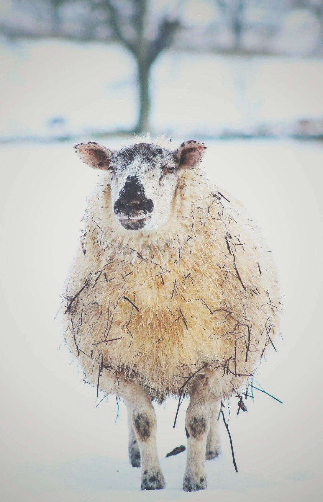 'Sticky' sheep of Gleneagles @kristyashton