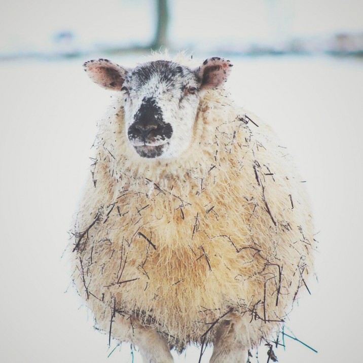 'Sticky' sheep of Gleneagles @kristyashton