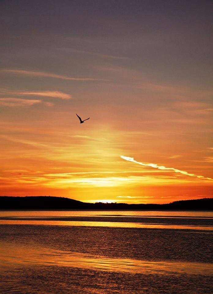 Bird over head, Kingoodie: Allison Mcmahon