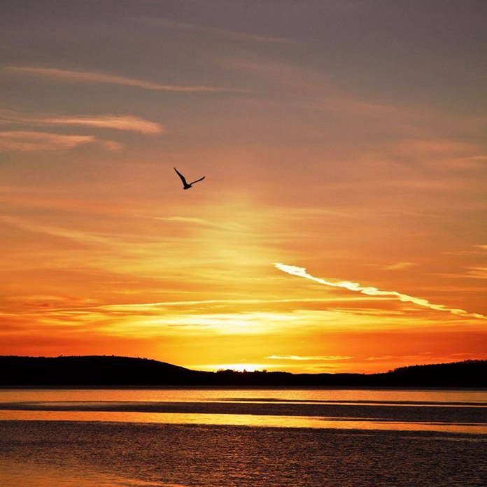 Bird over head, Kingoodie: Allison Mcmahon