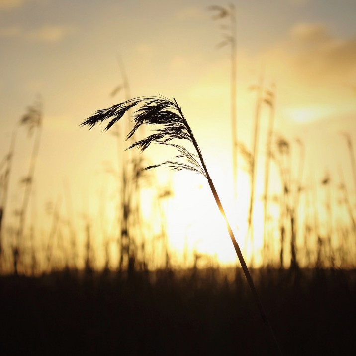 Reed Waving: Kristy Ashton