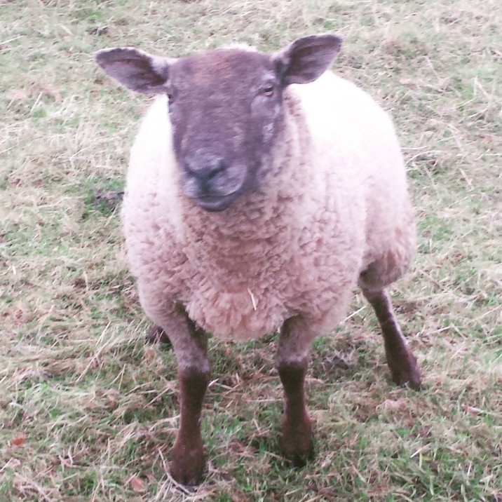 Plenty of Perthshire personalities roam around this great self-catering property just outside Errol, Perth.