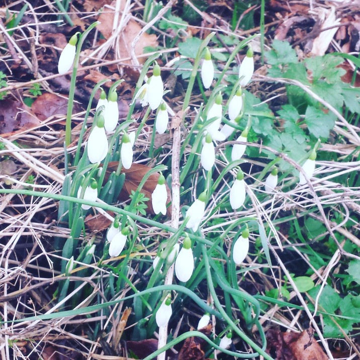 The first signs of spring around Cauldcotts House Self-Catering Accommodation in Perthshire