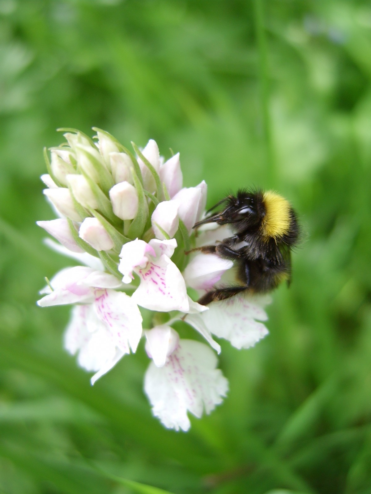 The humble bumble bee enjoying a little pollen gathering in the Perthshire countryside.