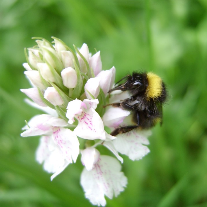 The humble bumble bee enjoying a little pollen gathering in the Perthshire countryside.