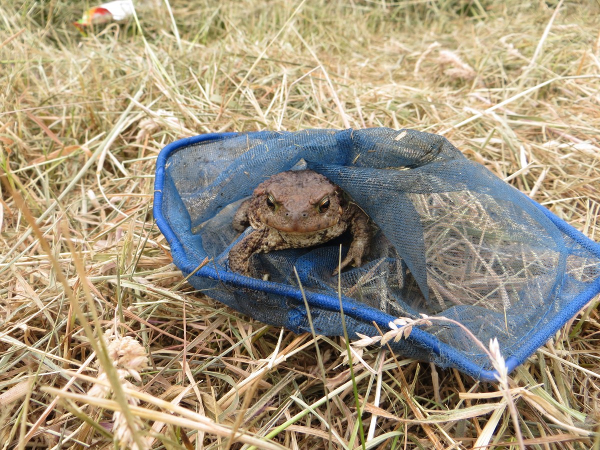 This little guy was rescued and set free.