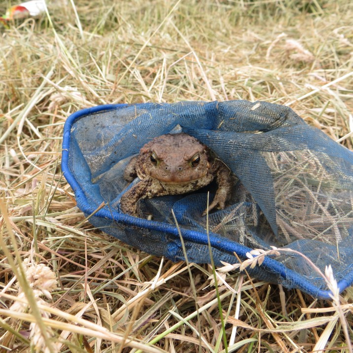 This little guy was rescued and set free.