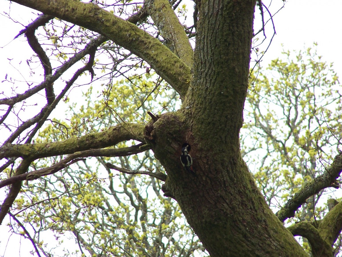 Can you spot it?! Woody in Perthshire